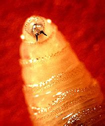 worm timeline|usda screwworm.